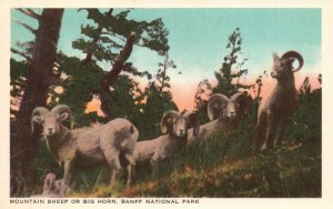 Vintage Postcard 1920's Mountain Sheep or Big Horn Banff National Park Canada