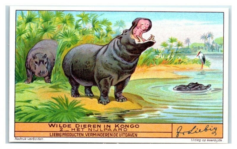 Hippopotamus, Congo Animals, Liebig Belgian Trade Card *VT32V