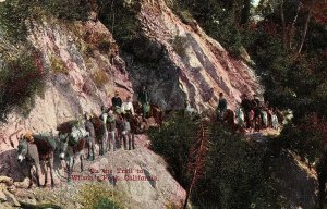 C.1910 Trail to Wilson's Peak, California Vintage Postcard P137