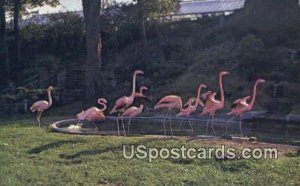 Flamingos, Cleveland Zoo - Ohio