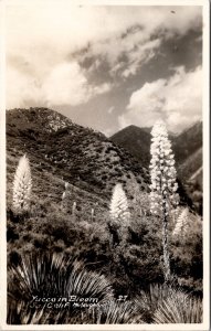 Southern California Yucca In Bloom RPPC Postcard Z24