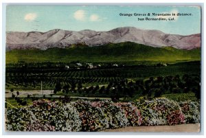 1915 Orange Groves & Mountains In Distance San Bernardino California CA Postcard 