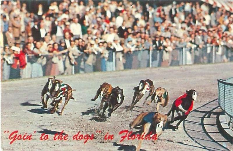 Florida Greyhound Racing Going to the Dogs in Florida  Postcard