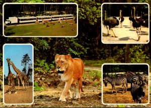 Netherlands Arnhem Burgers Safari Park Multi View Lion Giraffes Zebras and Mo...