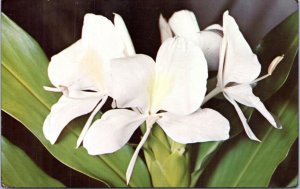 Postcard Hawaii - White Ginger Blossoms