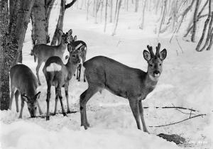 BR88961 deer  cerf allhauer alpen germany  real photo  animal animaux