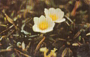 Alaska Flowers Eight Petaled Mountain Avens