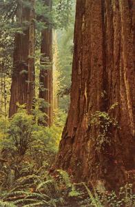 Jedediah Smith Redwoods State Park - California