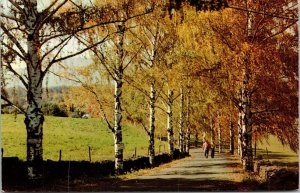 Greetings From Oxford New York NY Birches Walkway Fall Autumn Scene Postcard WOB 