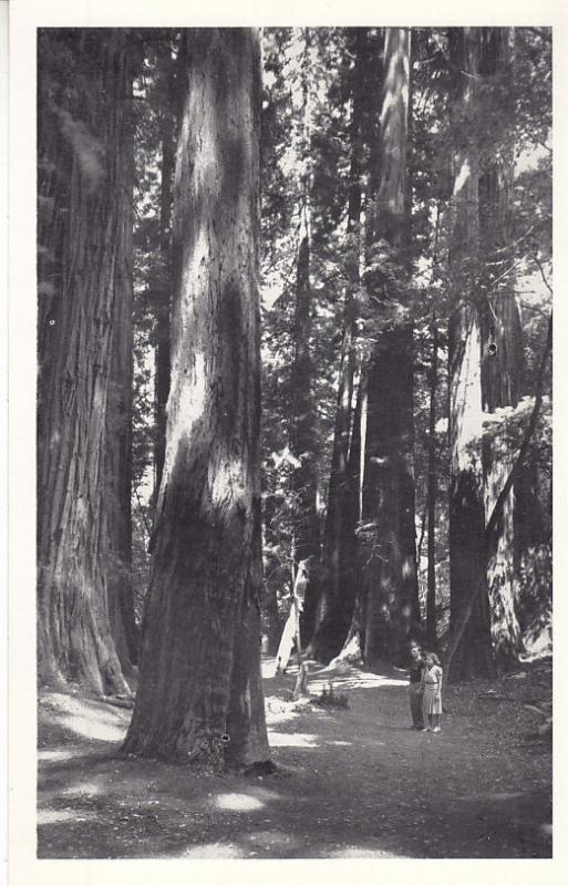 John Muir National Monument - Sequoias   Unused