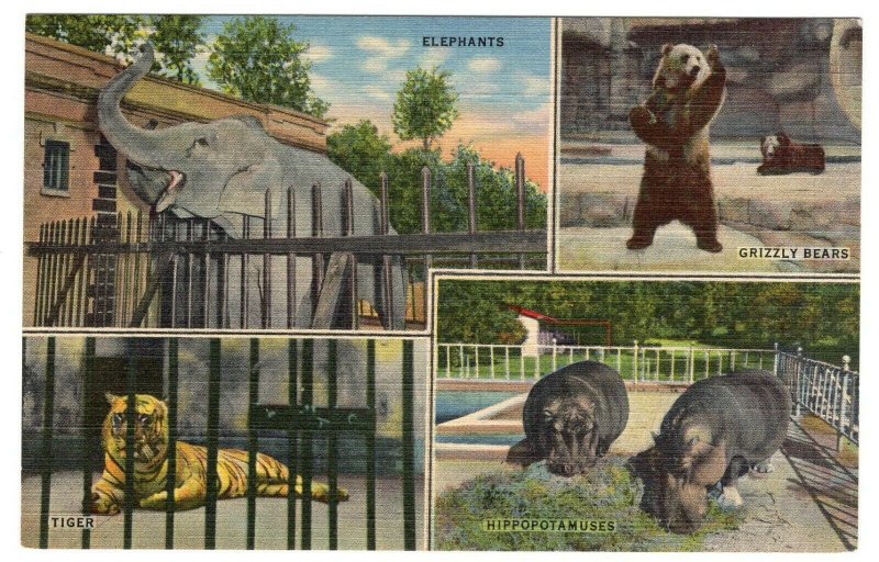 Scenes From The Memphis Zoo