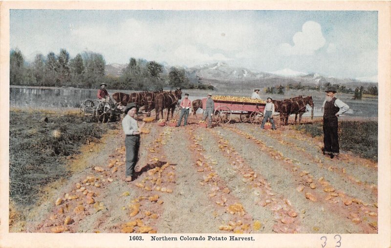 J52/ Fort Collins Colorado Postcard c1910 Northern Colorado Potato Farm 10