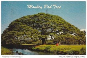 Hawaii Honolulu Hawaiian Monkey Pod Tree 1967