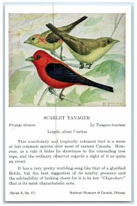 c1910's Scarlet Tanager Coloured Bird Eastern Canada Animals Unposted Postcard