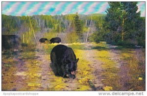 Canada Black Bears Near Killarney Lodge Algonquin Park Ontario