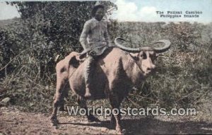 Patient Carabao Philippine Islands Philippines Unused 