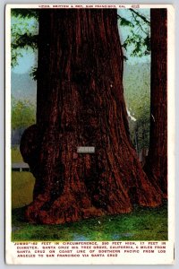 1909 Big Tree Grove Santa Cruz California CA 52Ft. Circumference Posted Postcard