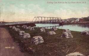 Numerous mounds of COD fish curing along the La Have River, 1900s