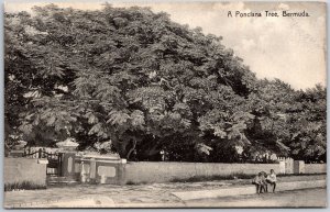 A Ponciana Tree Bermuda Roadway Landmark Antique Postcard