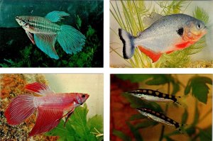 4~Postcards SIAMESE FIGHTING FISH~Blue & Red~PIRANHA~BOTIA  Dr H Axelrod Photos