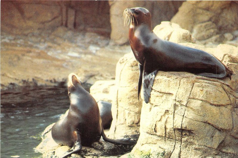 Lot 8 usa sea world marine sea park pinniped exhibit sea lions