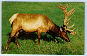Elk Wapiti - Yellowstone National Park Postcard