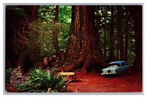 Postcard CA Everlasting Giant Redwoods California 