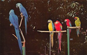 Few of the Many Colorful Macaws Jungle Gardens - Sarasota, Florida FL Postcard