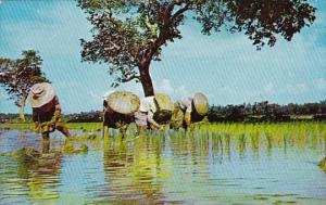 Philippines Planting Rice 1960