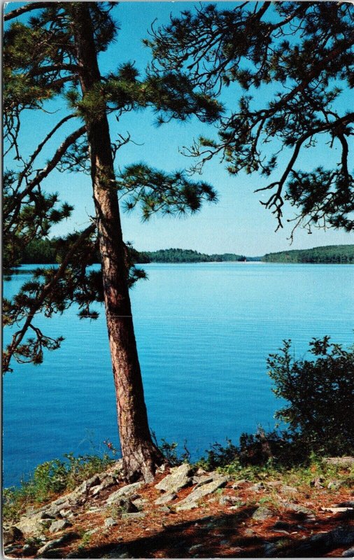 Norway Pines Sentinels Lake Country Postcard VTG UNP SUN Vintage Unused Chrome 