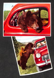 Rocky Mountain Black Bear Banff National Park Alberta Canada unit of 2 postcards 