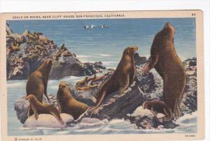 California San Francisco Seals On Rocks Near Cliff House