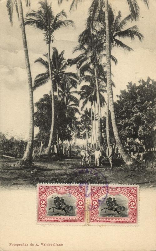 guatemala, C.A., View with Palm Trees (1906) Postcard