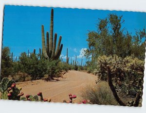 Postcard Desert Display, Arizona