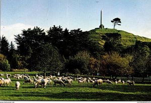 New Zealand Auckland One Tree Hill With Sheep Grazing