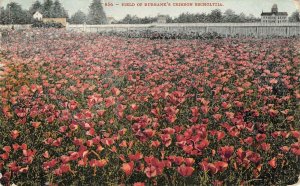 Field of Luther Burbank's Crimson Escholtzia Poppies 1909 Vintage Postcard