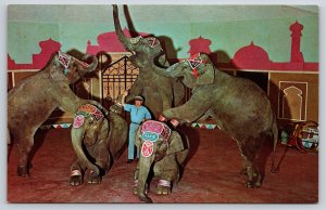 Animals~MO~St Louis Zoo~Asian Elephant Show~Trainer Floyd Smith~1950s Postcard