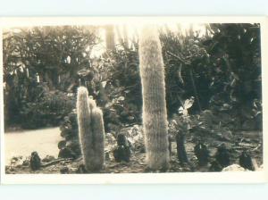 rppc Pre-1949 Close-Up GREAT VIEW OF CACTUS AC7911