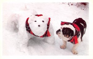 Bull dog and Snow dog  