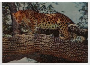 Leopards - 3D Card