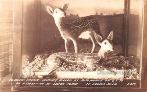 Unborn Fawns, Mother Killed by Automobile on US 76 - Saint Helen, Michigan MI...