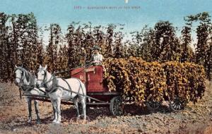 Harvesting Hops in the West Horse Cart Beer Making Antique Postcard J56380