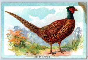 England Postcard Pheasant Phasianus Colchicus c1910 Educational Series Tuck Art