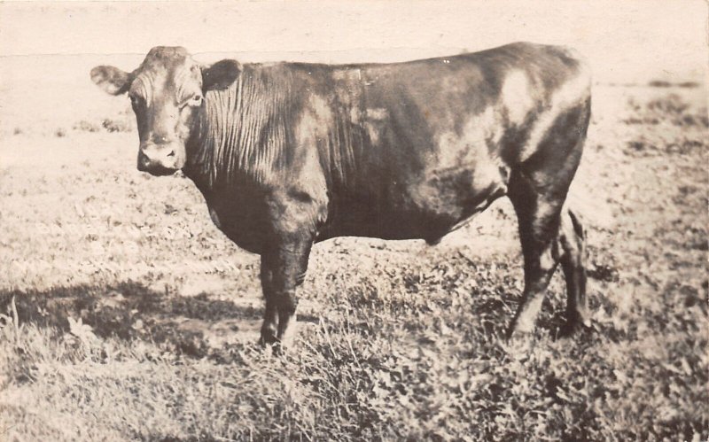 J66/ Interesting RPPC Postcard c1910 Farming Farm Cow 405