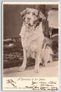 1903 Pet Dog A Guardian Of The Peace Soft Long White Fur Posted Postcard