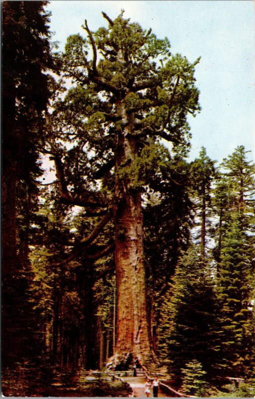 Vtg 1950s Mariposa Grove of Big Trees Grizzly Giant Yosemite Park CA Postcard