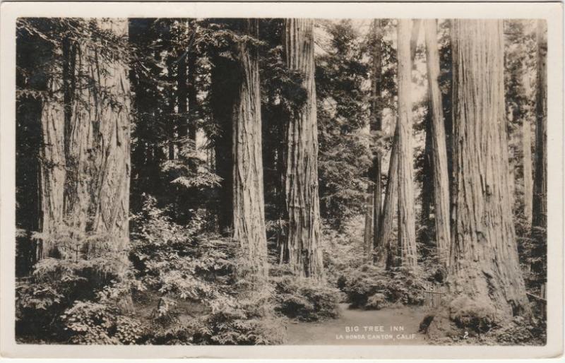 RPPC Redwoods at Big Tree Inn - La Honda Canyon CA, California - pm 1928
