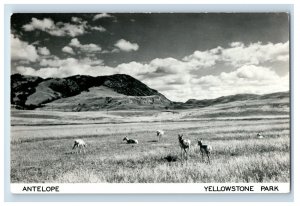 Vintage RPPC Antilope Yellowstone National Park WY Postcard Real Photo F124E