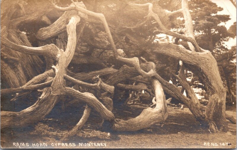 Real Photo Postcard Rams Horn Cypress Tree in Monterey, California