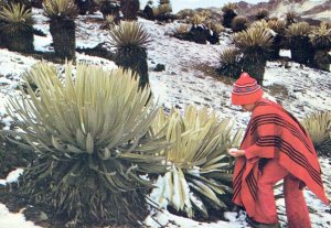 VINTAGE CONTINENTAL SIZE POSTCARD MERIDA MOUNTAIN AT 4118 METERS VENEZUELA